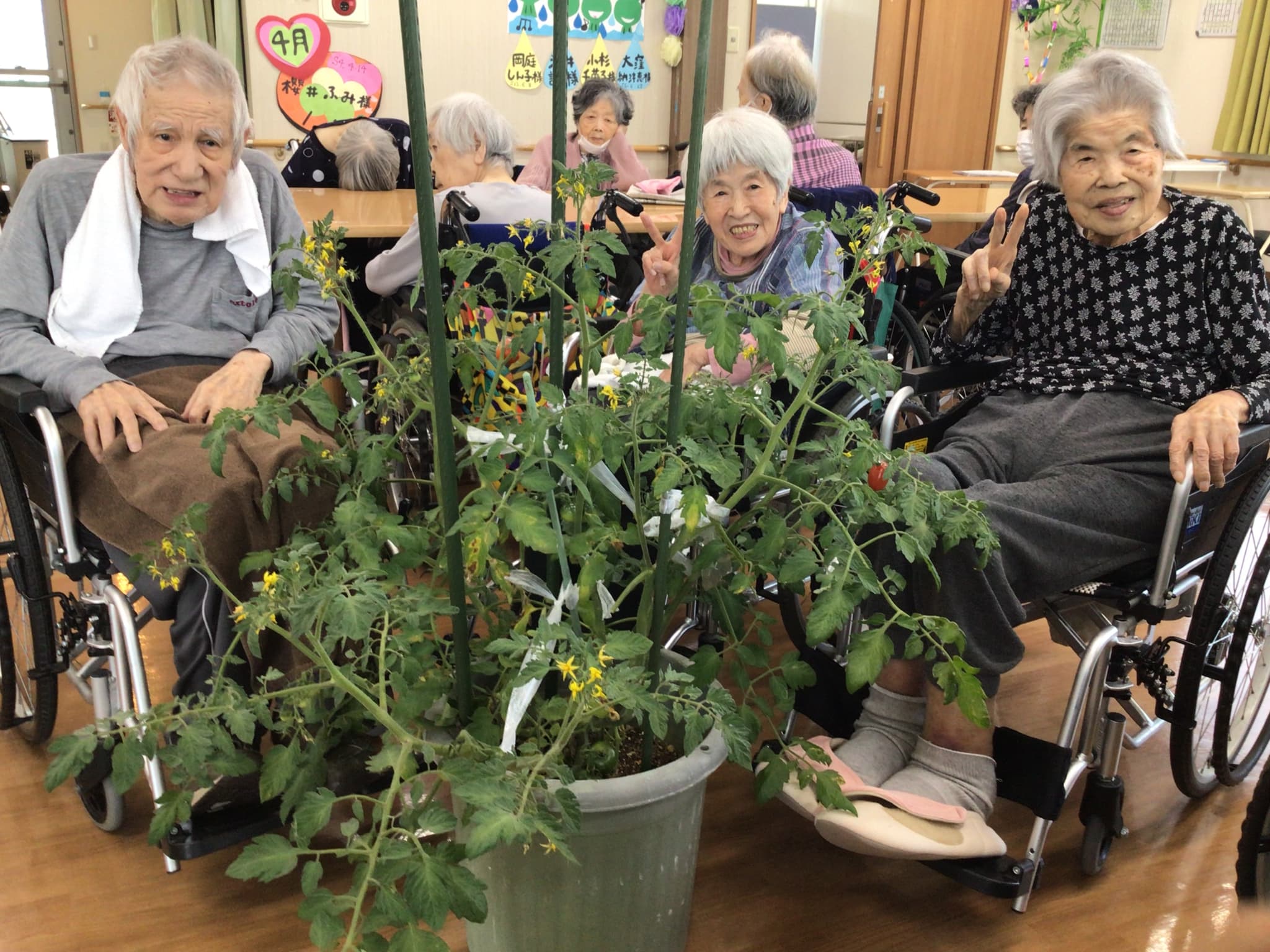 「アースケア前橋　元総社の里」🍅トマト収穫