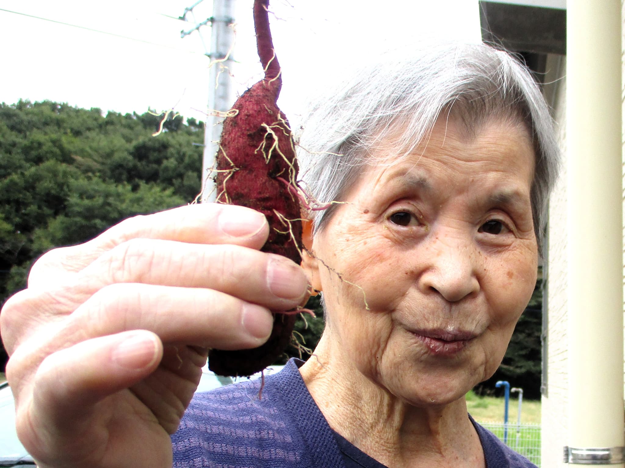 「アースケア高崎　芝桜の里」サツマイモの収穫