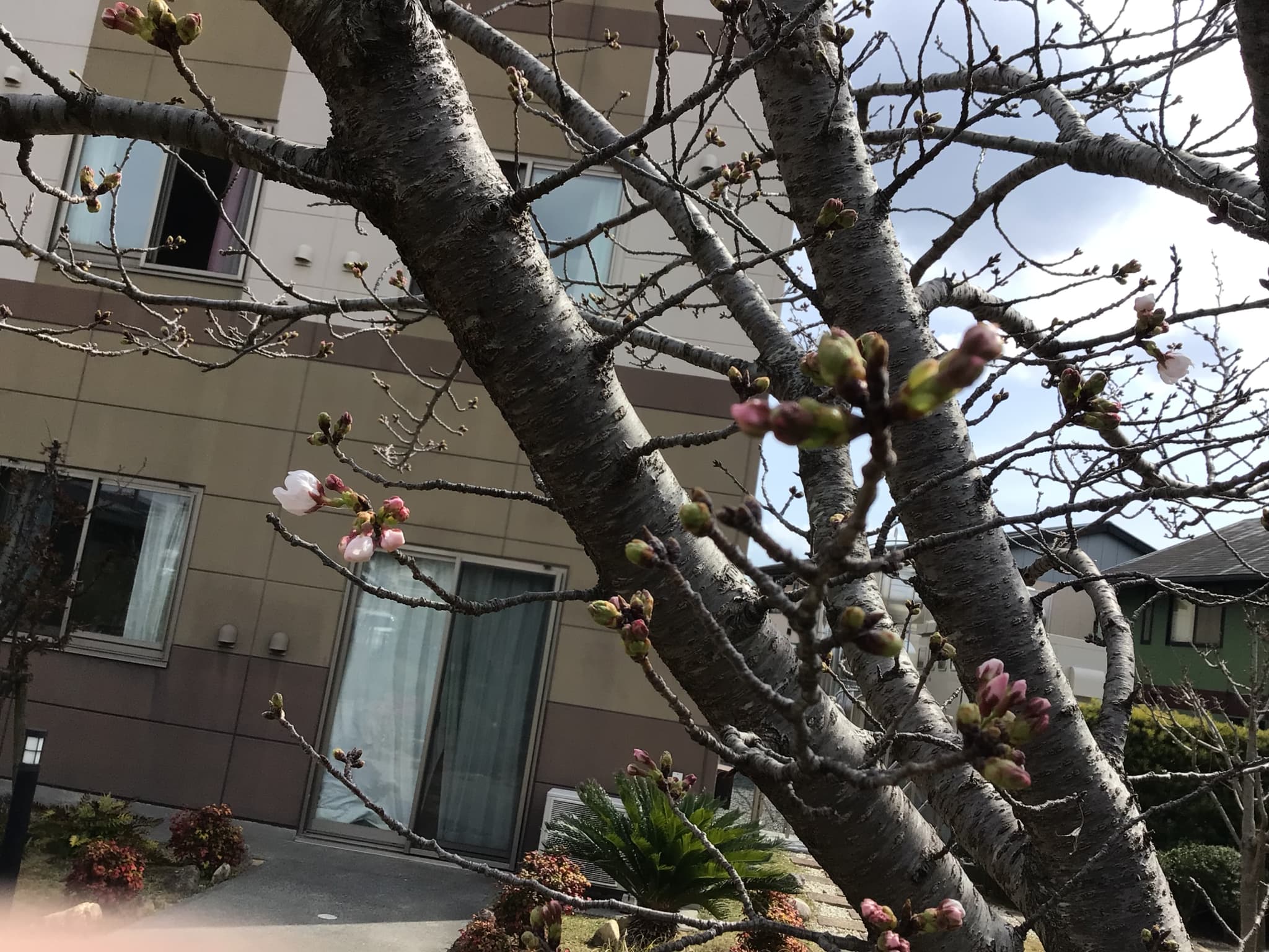 「アースケア豊川　やすらぎの里」1輪のサクラが見守る、避難訓練